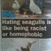 Hating seagulls