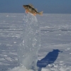 Frozen fish