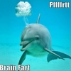 Brainfart dolphin