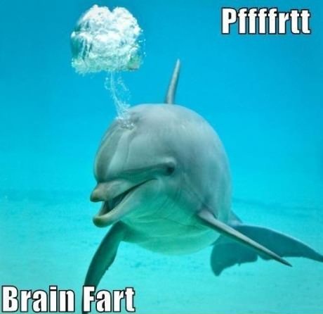 Brainfart dolphin