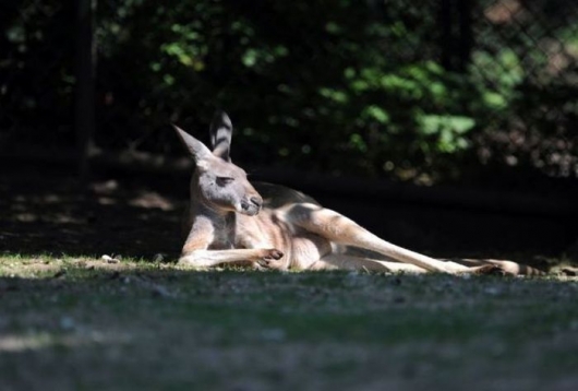 Chilling kangaroo