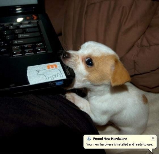 USB puppy