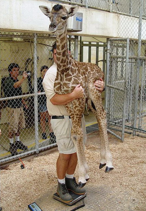 Weighing a giraffe