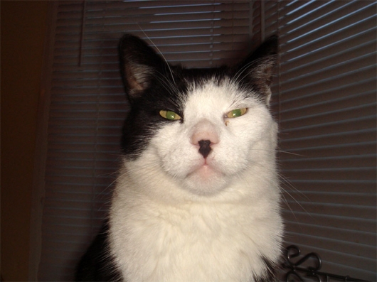 Cats that look like Hitler - Picture 1
