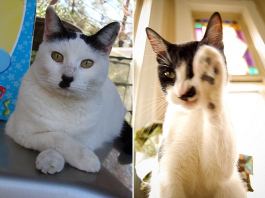 Cats that look like Hitler - Picture 14