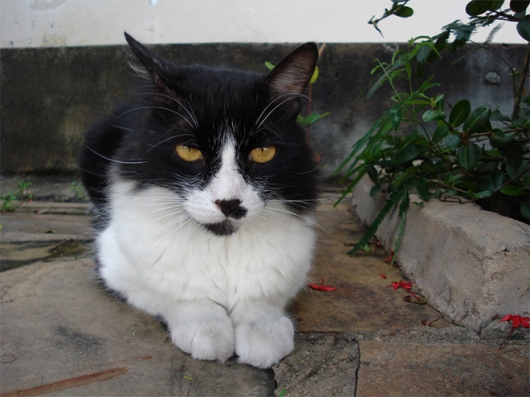 Cats that look like Hitler - Picture 17