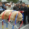 Levitating dog
