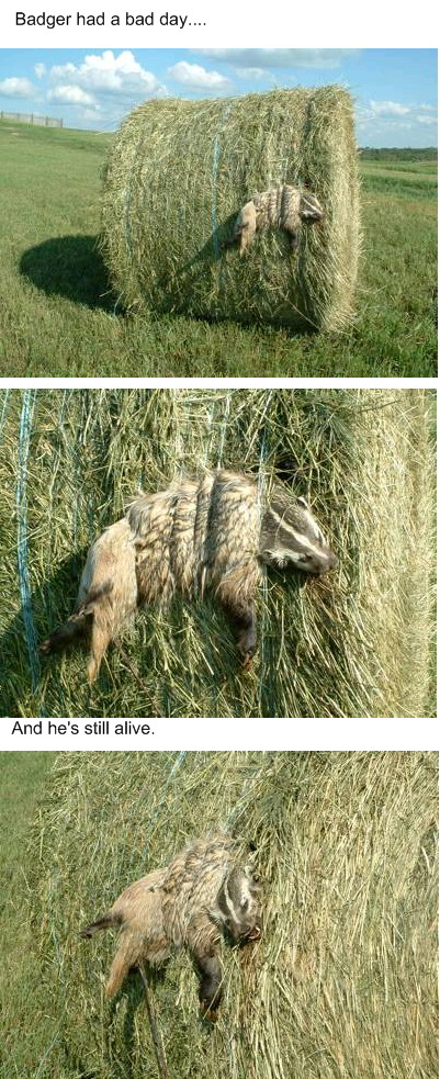 Badger had a bad day...