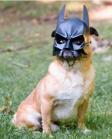 Bat pug
