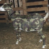 Camouflaged army goat