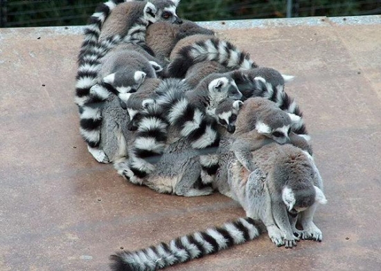 Crowded lemur