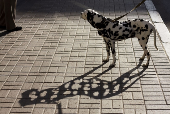 Dalmatian shadow