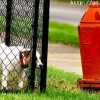 Dog fire hydrant fail