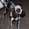 Dog skeleton costume