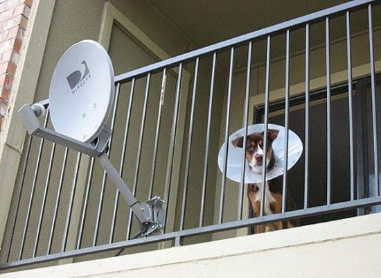 Dog vs. antenna