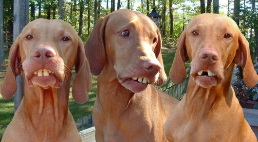 Dogs with big teeth