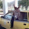 Donkey in a cab