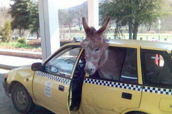 Donkey in a cab