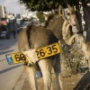 Donkey with a licence plate
