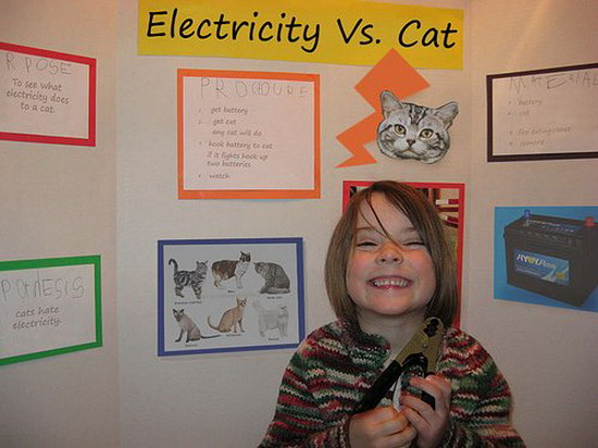 Electricity vs. cat