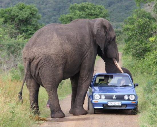 Elephant resting his trunk on a car