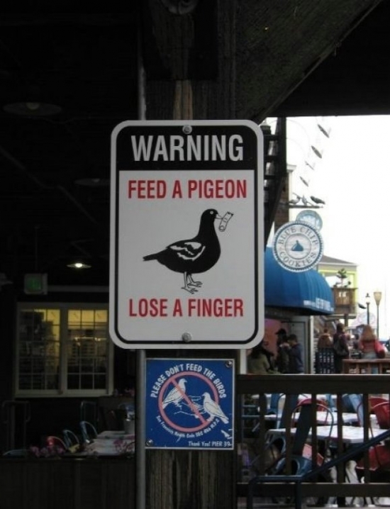 Feed a pigeon
