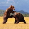 Bear fighting dirty