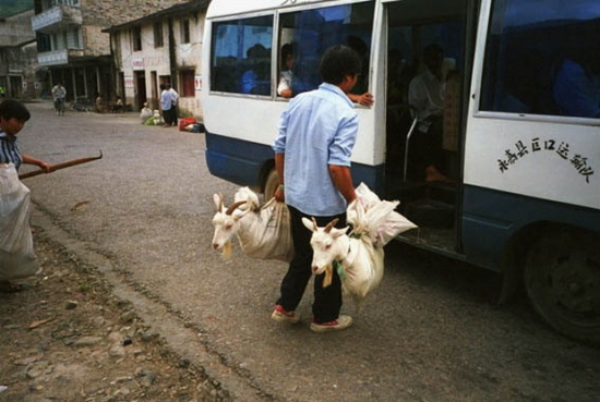 Goats in bags
