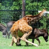 Horny giraffe