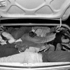 How many illegal immigrants can you fit into the trunk of a car?
