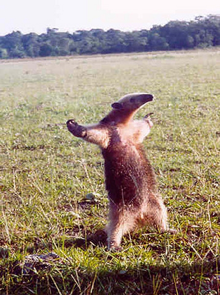 I'm an anteater!