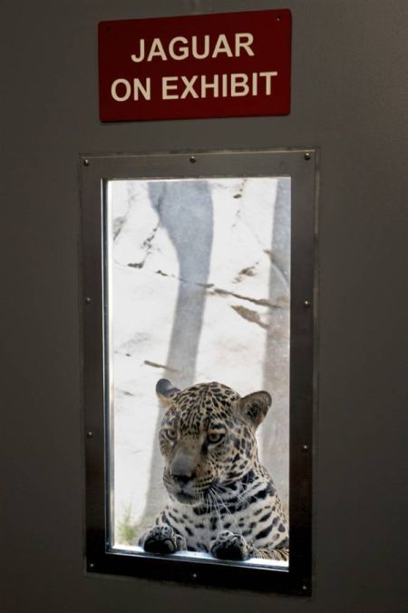 Jaguar on exhibit