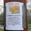 Lost cat