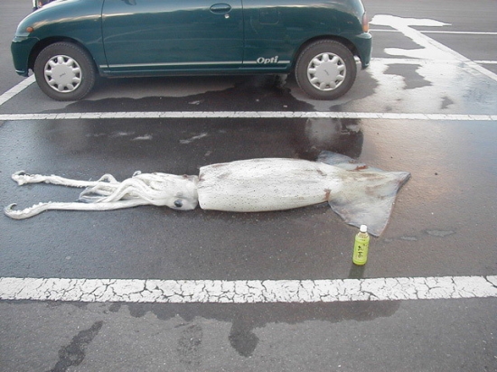 Parked squid