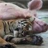 Pig-tiger spooning