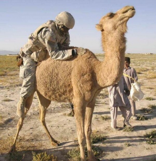 Riding the camel