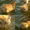 Scared swimming cat