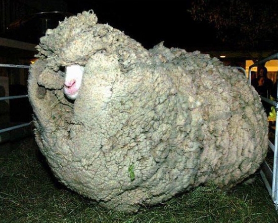 Sheep with an afro