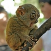 Surprised lemur