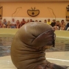 Walrus is embarrassed