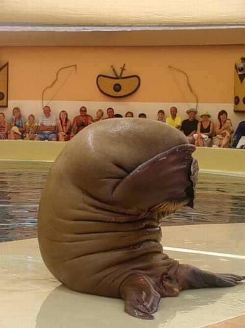Walrus is embarrassed