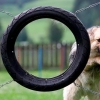 Dog-through-tire jump fail