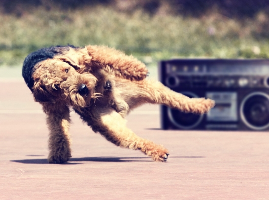 Breakdancing dog