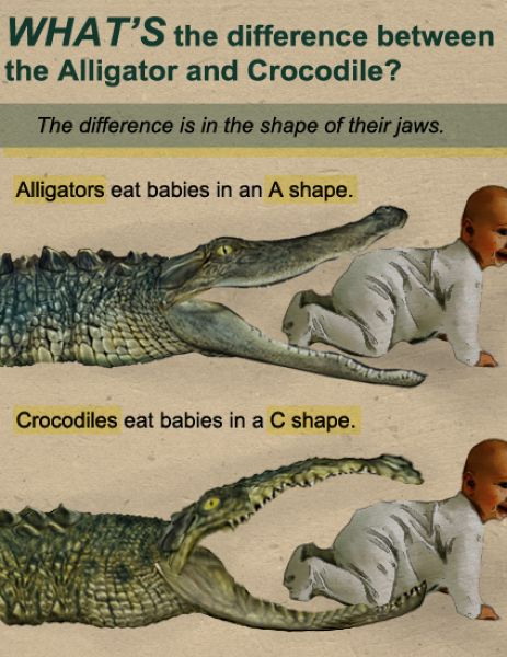 What's the difference between the alligator and crocodile