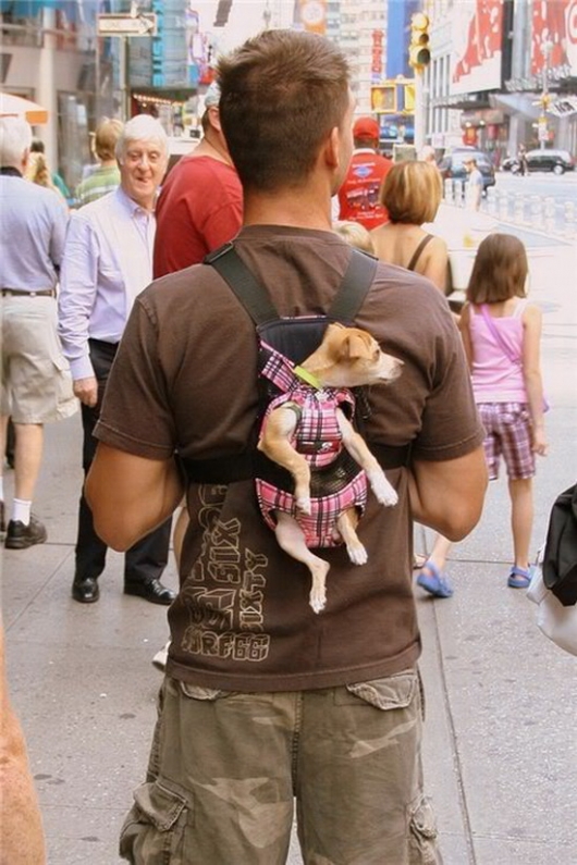 Backpack puppy