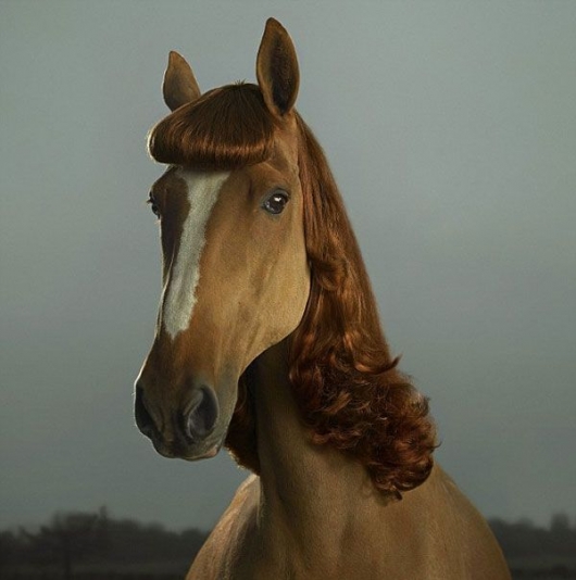 Beautiful lady horse