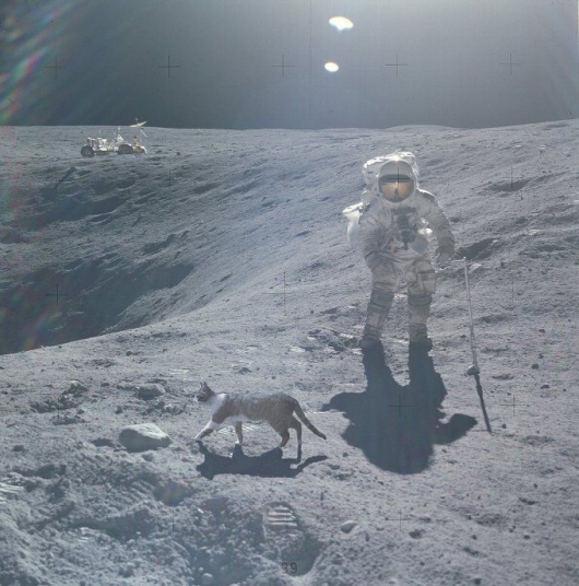Cat spotted on moon