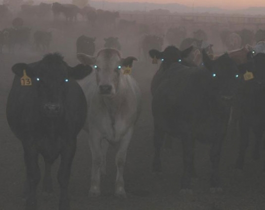 Demon cows