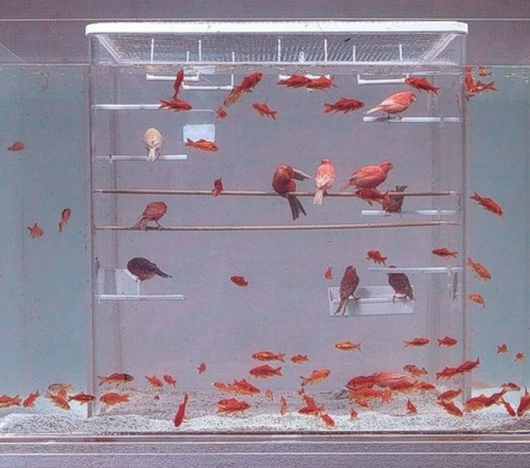 Fish tank bird cage