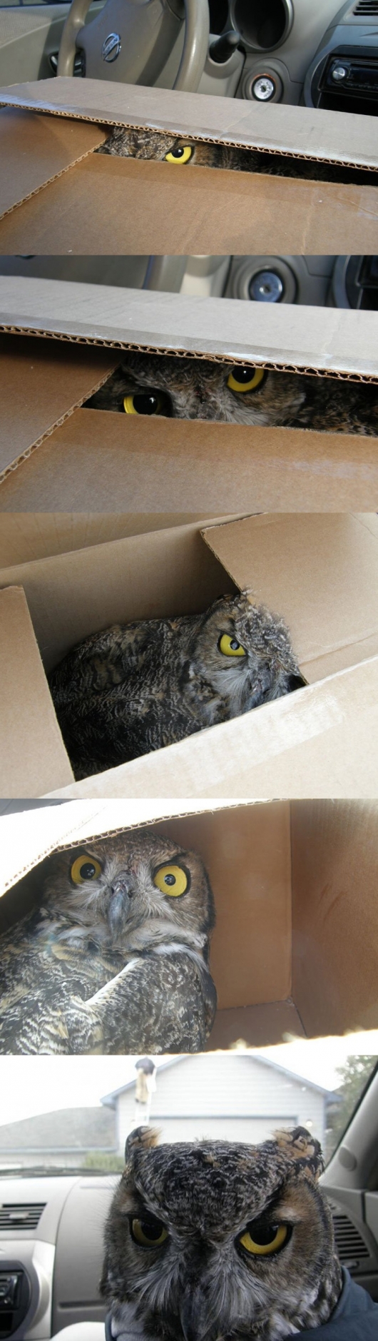 Owl from a box